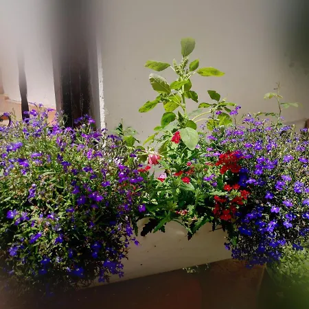 Casa Fotografului Case de vacanță Constanţa